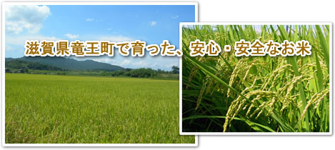 滋賀県・竜王町で育った、安心・安全なお米