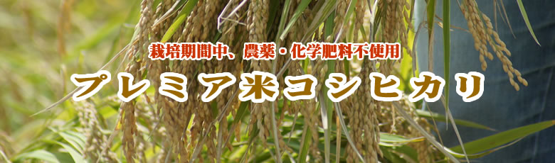 栽培期間中、農薬・化学肥料不使用 プレミア米コシヒカリ