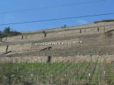 Rudesheim grape field