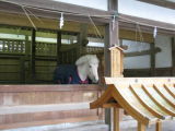 White horse