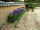 fence and flowers